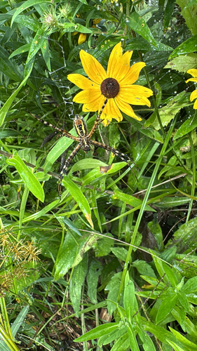 Banded Garden Spider