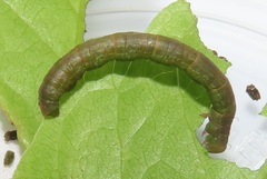 Zamarada plana denticincta