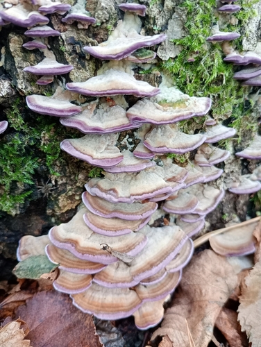 violet-toothed polypore