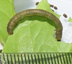 Zamarada plana denticincta