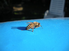 Apis mellifera