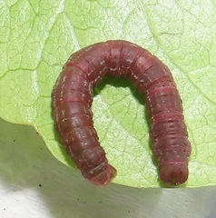 Zamarada plana denticincta