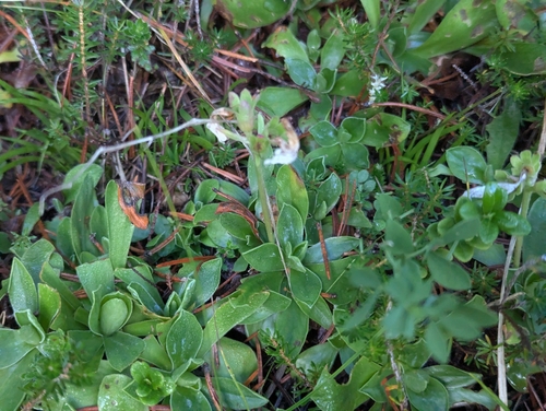 Primula clusiana, photograph 1