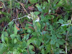 Primula clusiana, photograph (c) Elias, some rights reserved (CC BY)
