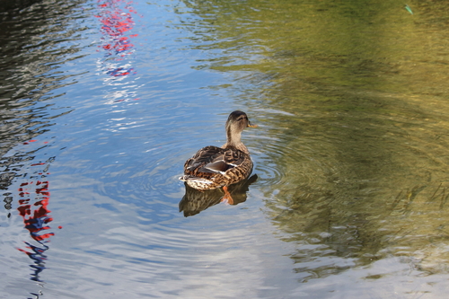 Mallard
