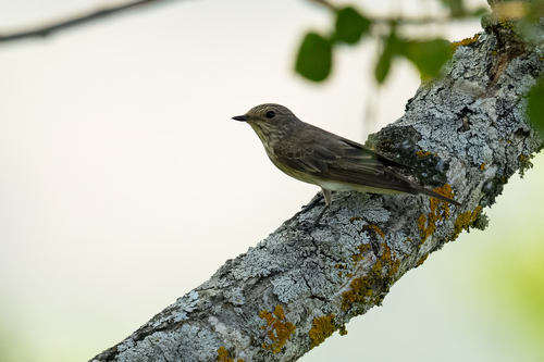 Spotted Flycatcher