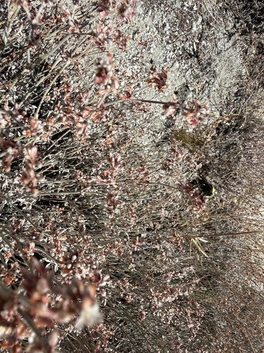 iNaturalist observation photo of Wright's buckwheat