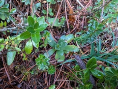 Primula clusiana