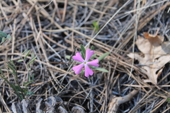 Phlox woodhousei