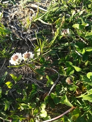 Trifolium repens