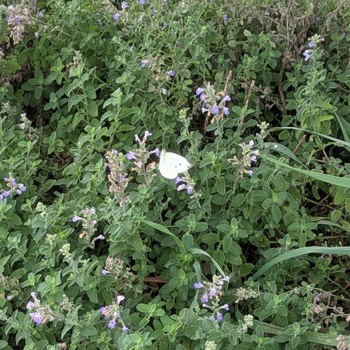 Small White