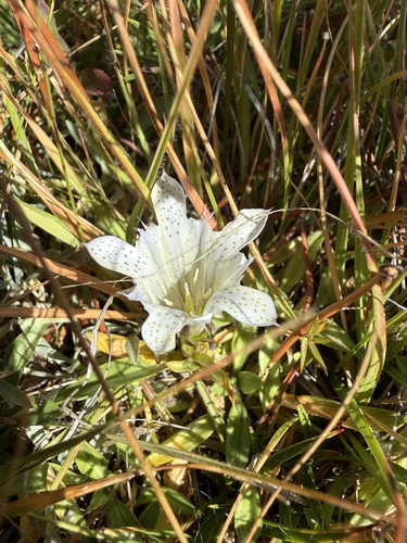 iNaturalist observation photo of Alpine Gentian