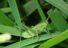 Tettigonia viridissima
