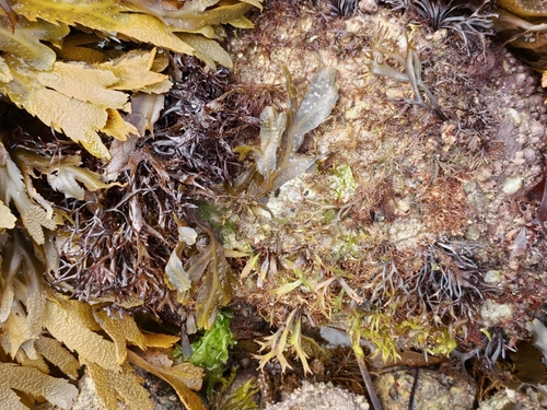 Mastocarpus stellatus observed 2026-09-10