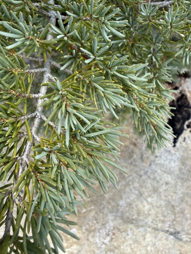 iNaturalist observation photo of mountain hemlock