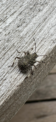 Brown Marmorated Stink Bug