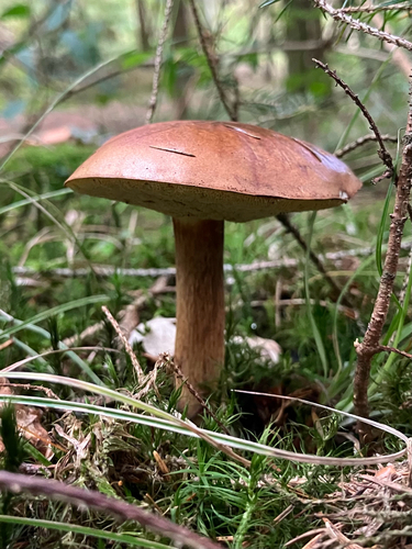 Bay Bolete