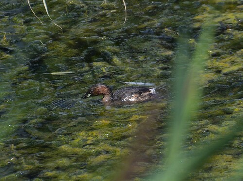 Little Grebe