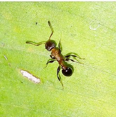 Nesomyrmex