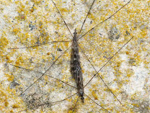 Tipula confusa