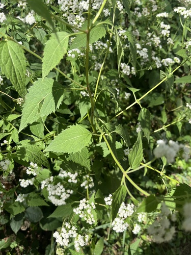 white snakeroot