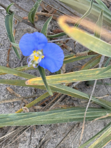 whitemouth dayflower
