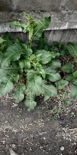 Rumex longifolius iNat (3)