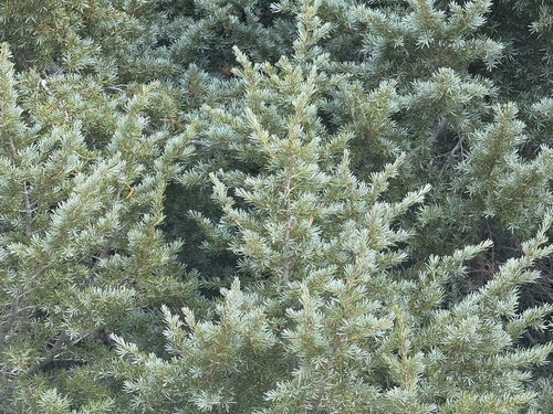 iNaturalist observation photo of mountain hemlock