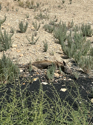 Coyote