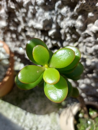 jade plant