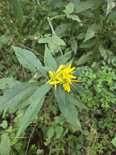 Wingstem