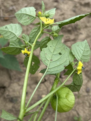 Physalis philadelphica