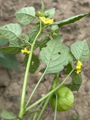 Physalis philadelphica