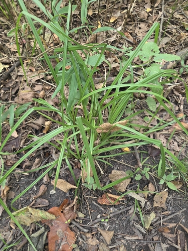 true sedges