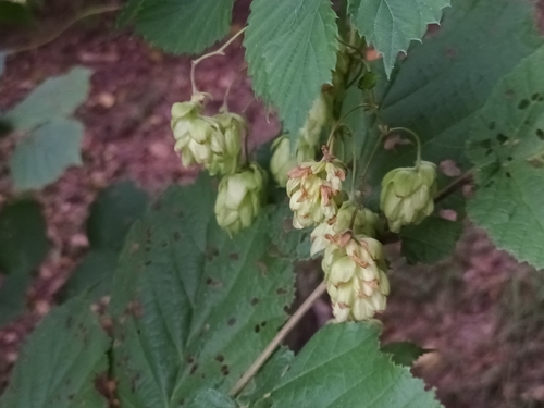 common hops