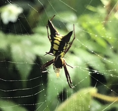 Micrathena pichincha