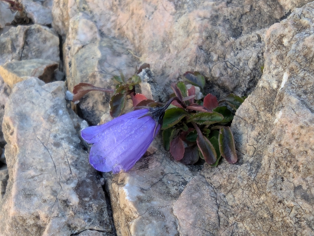 Campanula cochleariifolia; photograph (c) Elias, some rights reserved (CC BY)