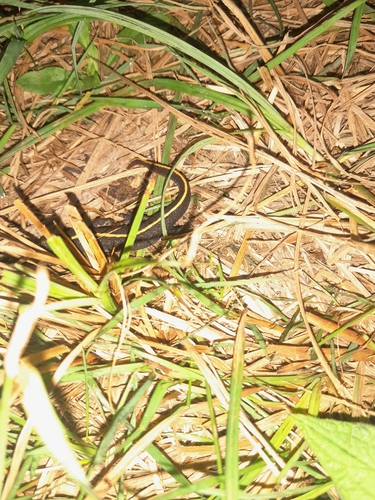 Italian Crested Newt