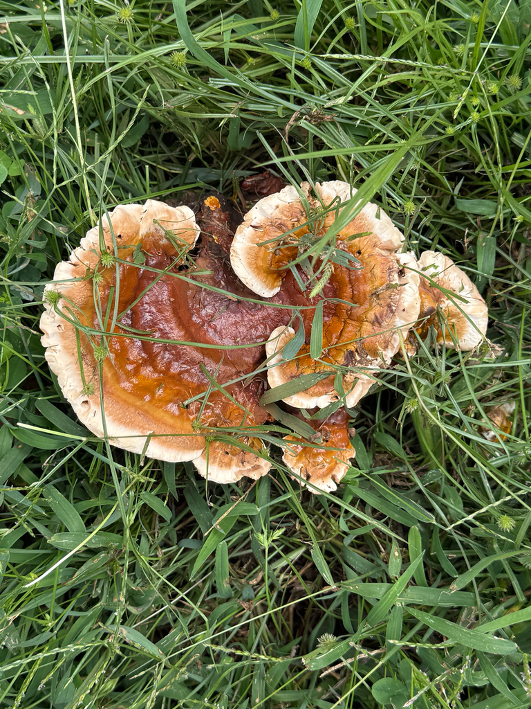 Ganoderma sessile · September 2026 · photo: Photo: (c) Serenella Linares, some rights reserved (CC BY) · iNaturalist