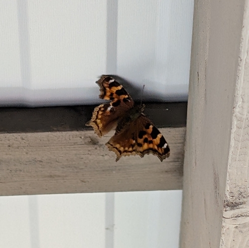 Compton Tortoiseshell
