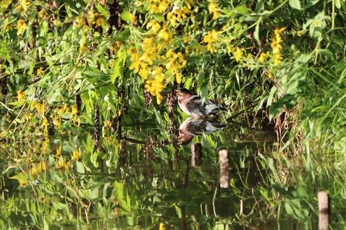 Green Heron