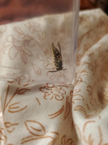 German Yellowjacket