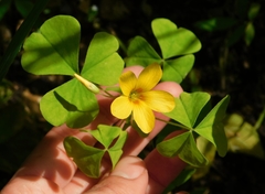 Oxalis illinoensis