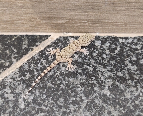 Moorish Gecko