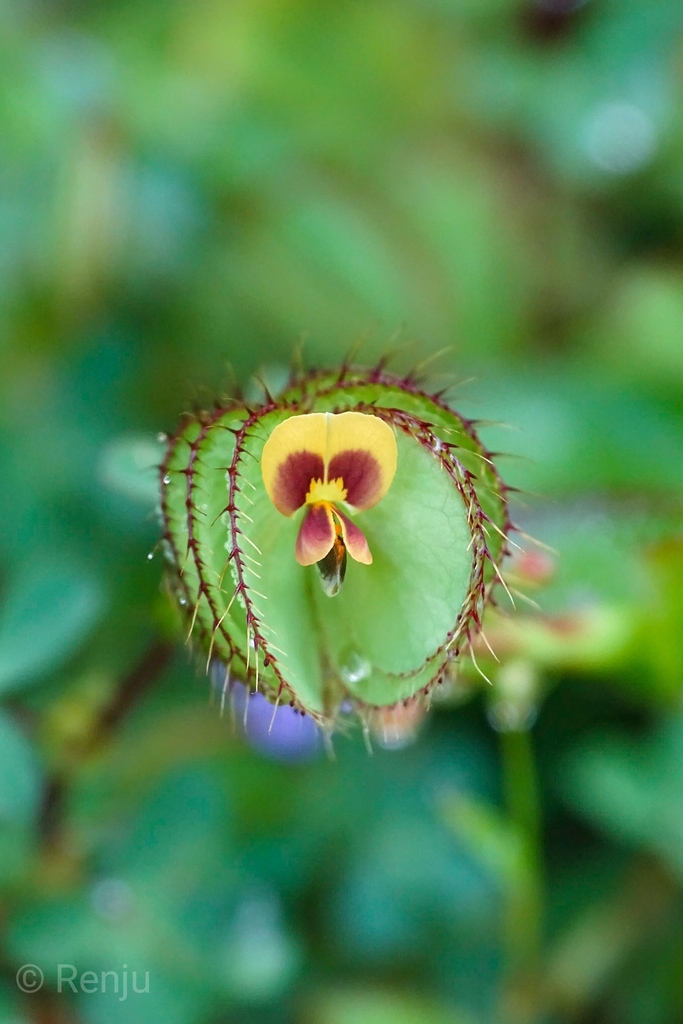 Geissaspis cristata (Geissaspis cristata)