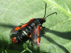 Pyropteron chrysidiforme