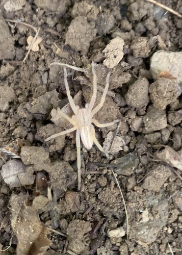 Green Huntsman Spider