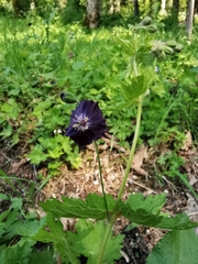 Geranium phaeum phaeum