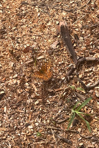 Variegated Fritillary
