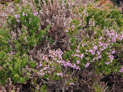 common heather